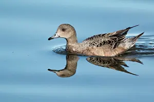 Penelope: Eurasian Wigeon - female with reflection