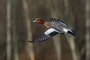 Drake: Eurasian wigeon flying
