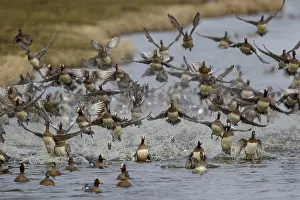 Dutch: Eurasian Wigeon (Mareca penelope) flock landing