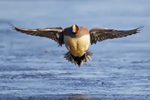 Dutch: Eurasian Wigeon (Mareca penelope) male flying
