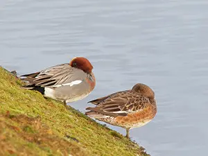 Roosting: Eurasian Wigeon Pair resting on resevoir bank Anas