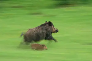 Ardenne: Eurasian wild boar (Sus scrofa) female and young
