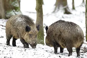 Suid: Eurasian wild boar (Sus scrofa) male facing, Bayerischer