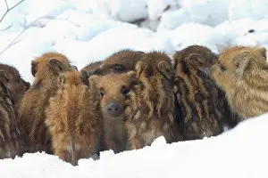 Ardenne: Eurasian wild boar (Sus scrofa) piglets warming