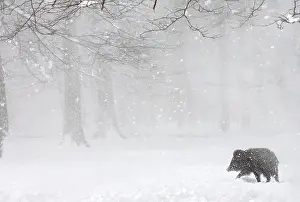 Scrofa: Eurasian wild boar (Sus scrofa) in the snow in the