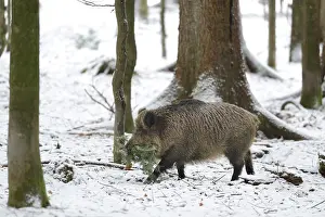 Pick: Eurasian Wild Boar (Sus scrofa) sow collecting twigs