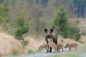 Boars: Eurasian wild boar (Sus scrofa) young boars playing
