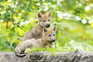 Joyful: Eurasian wolf (Canis lupus lupus) cubs (youngster) on a little sand hill in the forest