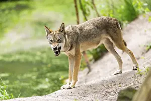 Wolf: Eurasian wolf (Canis lupus lupus) standing on a little sand hill in the forest