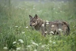 Carpathian: Eurasian Wolf (Canis lupus lupus) standing in tall