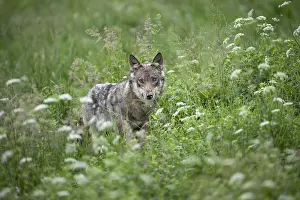 Carpathian: Eurasian Wolf (Canis lupus lupus) standing in tall
