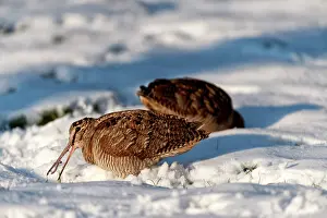 Schoorl: Eurasian Woodcock