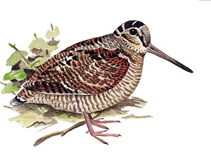 Woodcock: Eurasian Woodcock