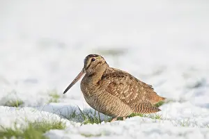 Migratory: Eurasian Woodcock