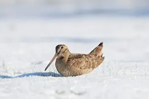 Migratory: Eurasian Woodcock