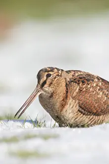 Migratory: Eurasian Woodcock