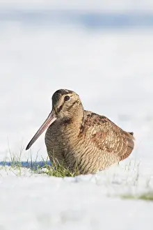 Migratory: Eurasian Woodcock