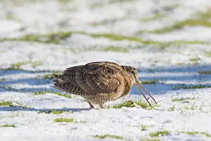 Worm: Eurasian Woodcock - adult bird seating a worm -