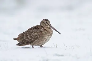 140821: Eurasian Woodcock - adult bird standing in snow