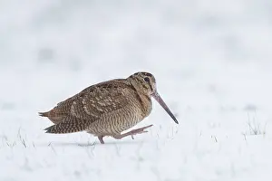 140821: Eurasian Woodcock - adult bird standing in snow