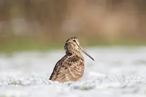 140821: Eurasian Woodcock - adult bird standing in snow