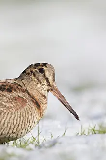 140821: Eurasian Woodcock - adult bird standing in snow