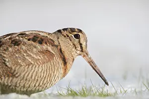 140821: Eurasian Woodcock - adult bird standing in snow