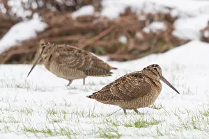 Woodcock: Eurasian Woodcock - adult birds standing in snow