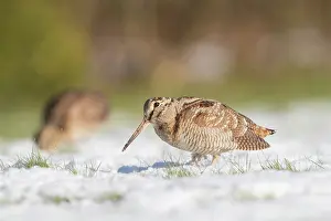 Woodcock: Eurasian Woodcock - adult birds standing in snow