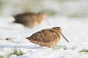 Woodcock: Eurasian Woodcock - adult birds standing in snow - Germany