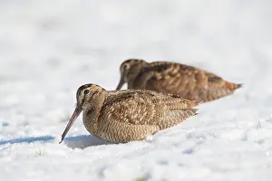 Woodcock: Eurasian Woodcock - adult birds standing in snow - Germany