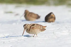 Woodcock: Eurasian Woodcock - adult birds standing in snow - Germany