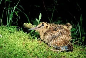 Woodcocks: Eurasian WOODCOCK - chick