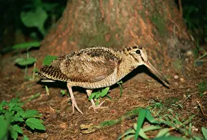 Feigning: Eurasian WOODCOCK - feigning injury near chick