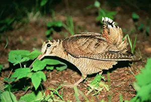 Feigning: Eurasian WOODCOCK - feigning injury near chick