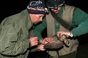 Woodcock: Eurasian Woodcock - marking