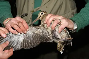 Woodcock: Eurasian Woodcock - marking
