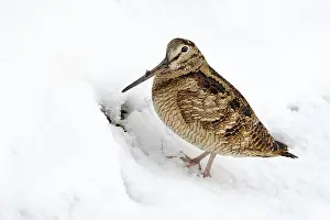 Oever: Eurasian Woodcock (Scolopax rusticola) in snow