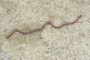 Olympus: Eurasian Worm Snake