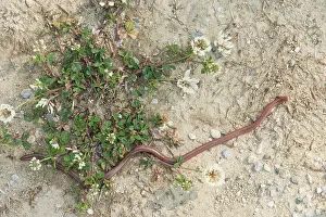 Olympus: Eurasian Worm Snake