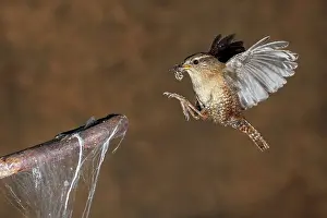 Wrens: Eurasian Wren