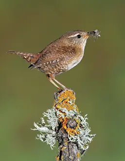 Grub: Eurasian Wren