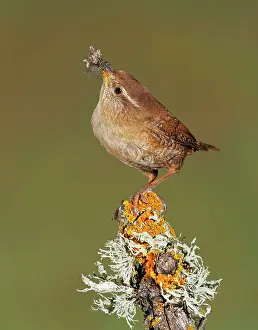 Grub: Eurasian Wren