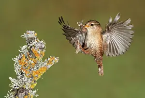 Grub: Eurasian Wren