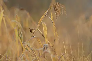 Rietputten: Eurasian Wren