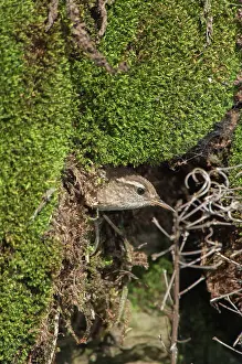 Durham: Eurasian Wren