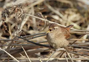 Wren: Eurasian Wren