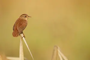 Langerak: Eurasian Wren