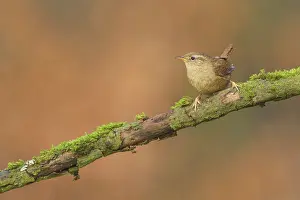 Songird: Eurasian Wren