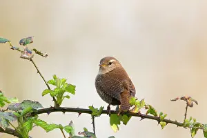 Bramble: Eurasian Wren